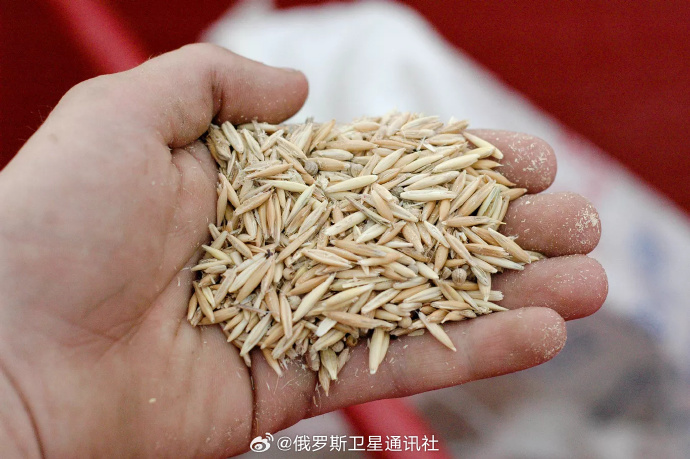 燕麦.jpg 燕麦.jpg